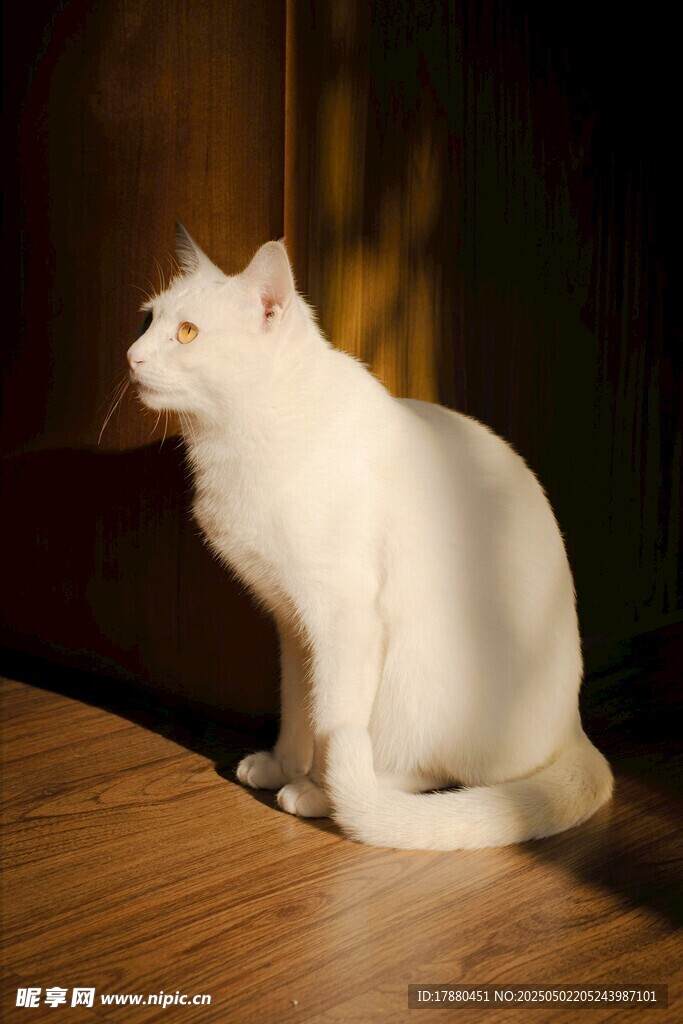 猫咪