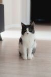 猫咪