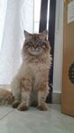 猫咪