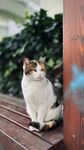 猫咪