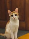 猫咪