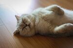 猫咪