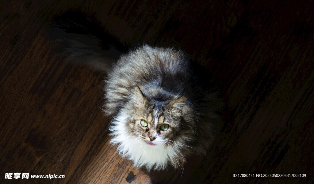 猫咪