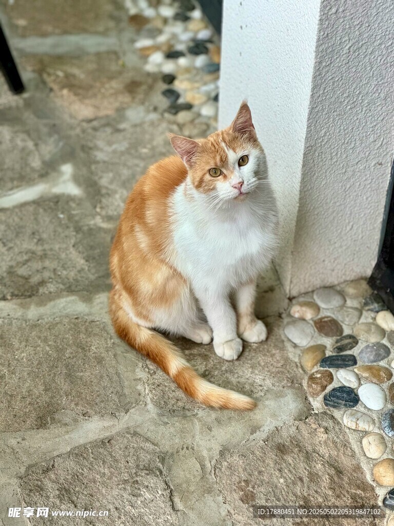 猫咪