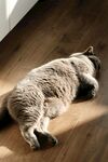 猫咪