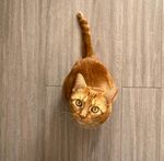 猫咪