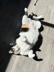 猫咪
