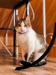 猫咪