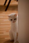 猫咪