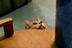 猫咪