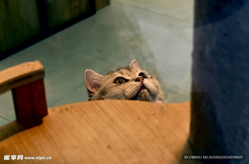 猫咪