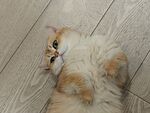 猫咪