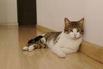 猫咪