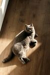 猫咪