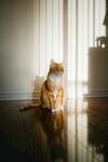 猫咪