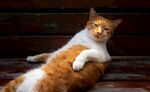 猫咪