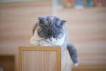 萌猫