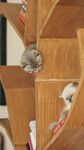 小猫