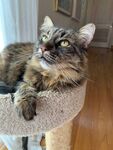 猫咪