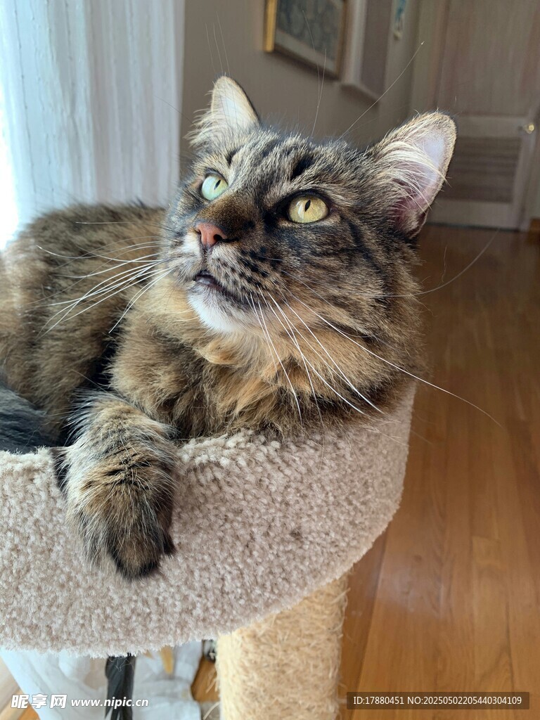 猫咪