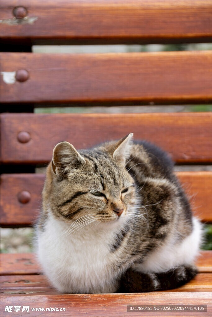 猫咪