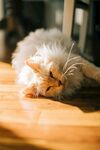 猫咪