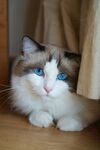 布偶猫