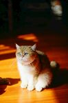 猫咪