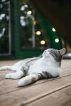 猫咪