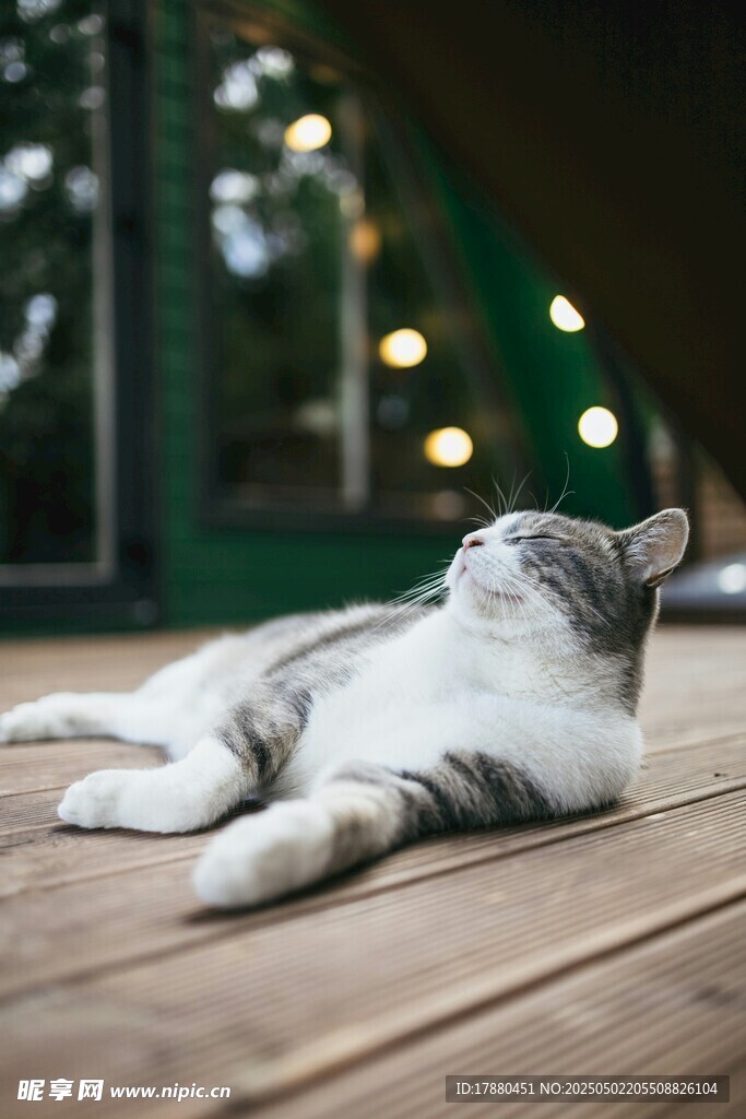 猫咪