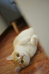 猫咪