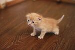 猫咪