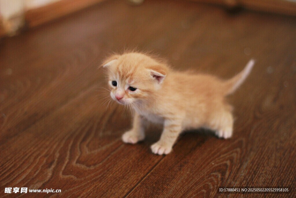 猫咪