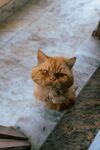 猫咪