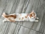 猫咪