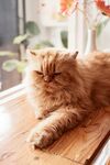 猫咪