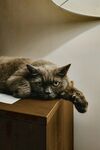 猫咪