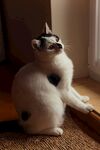 猫咪