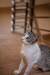 猫咪