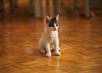 猫咪