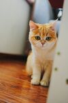 猫咪