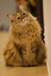 猫咪