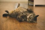 猫咪