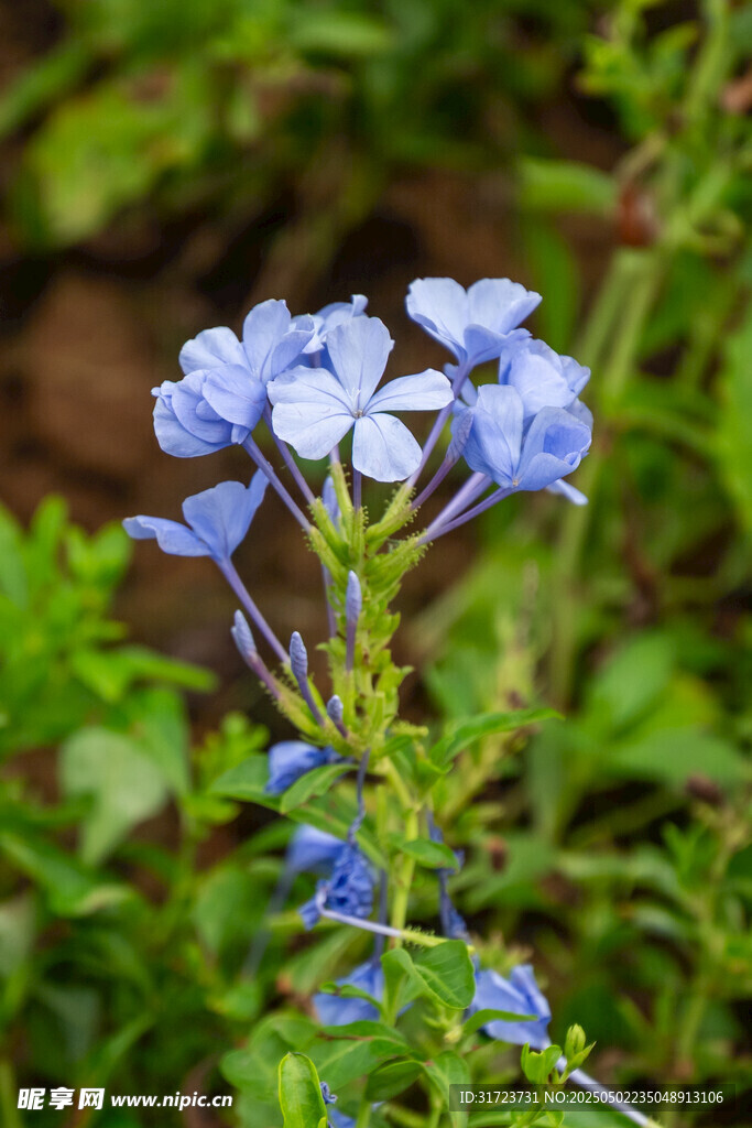 蓝花绽放于绿意间