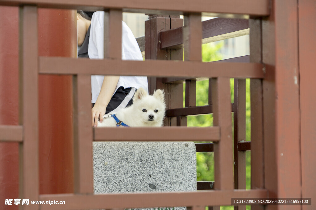 小狗从木栅栏好奇张望