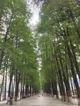 林荫道