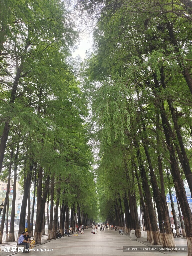 林荫道