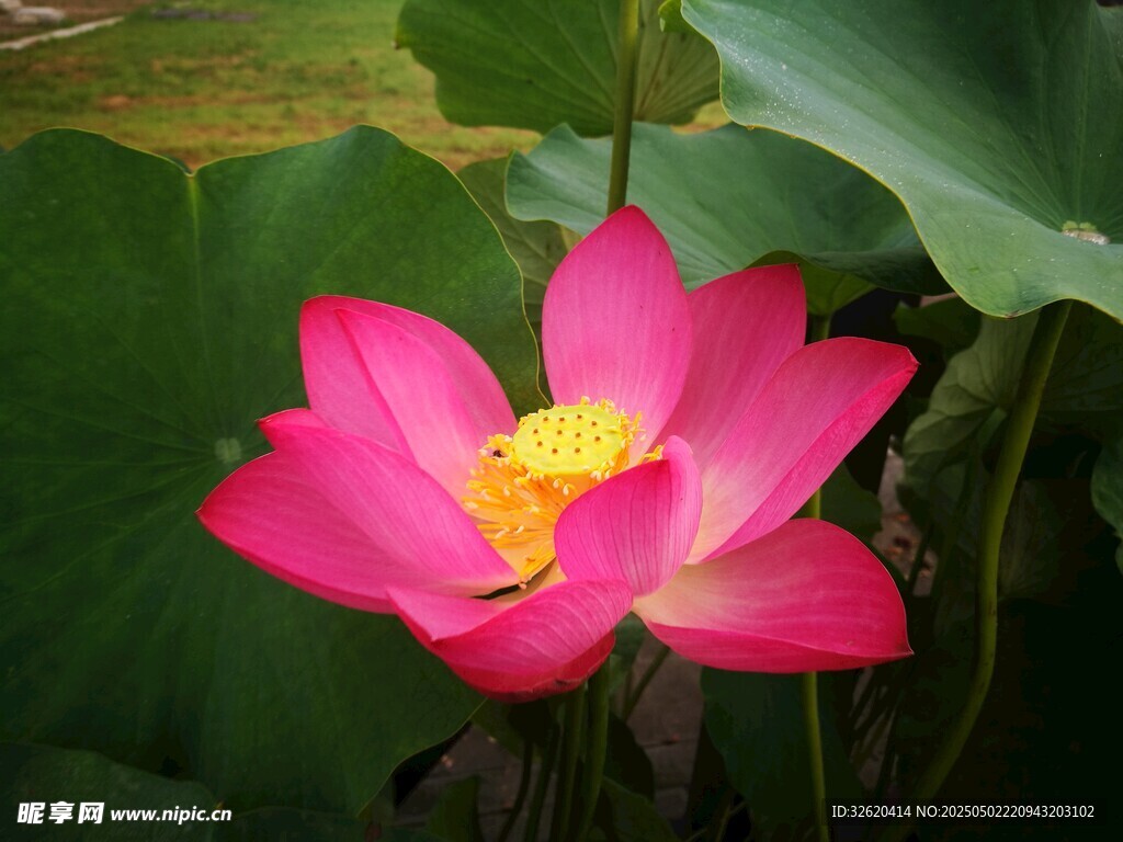 荷花