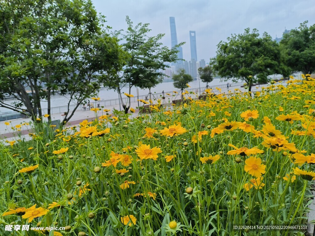 金鸡菊
