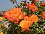 玫瑰花